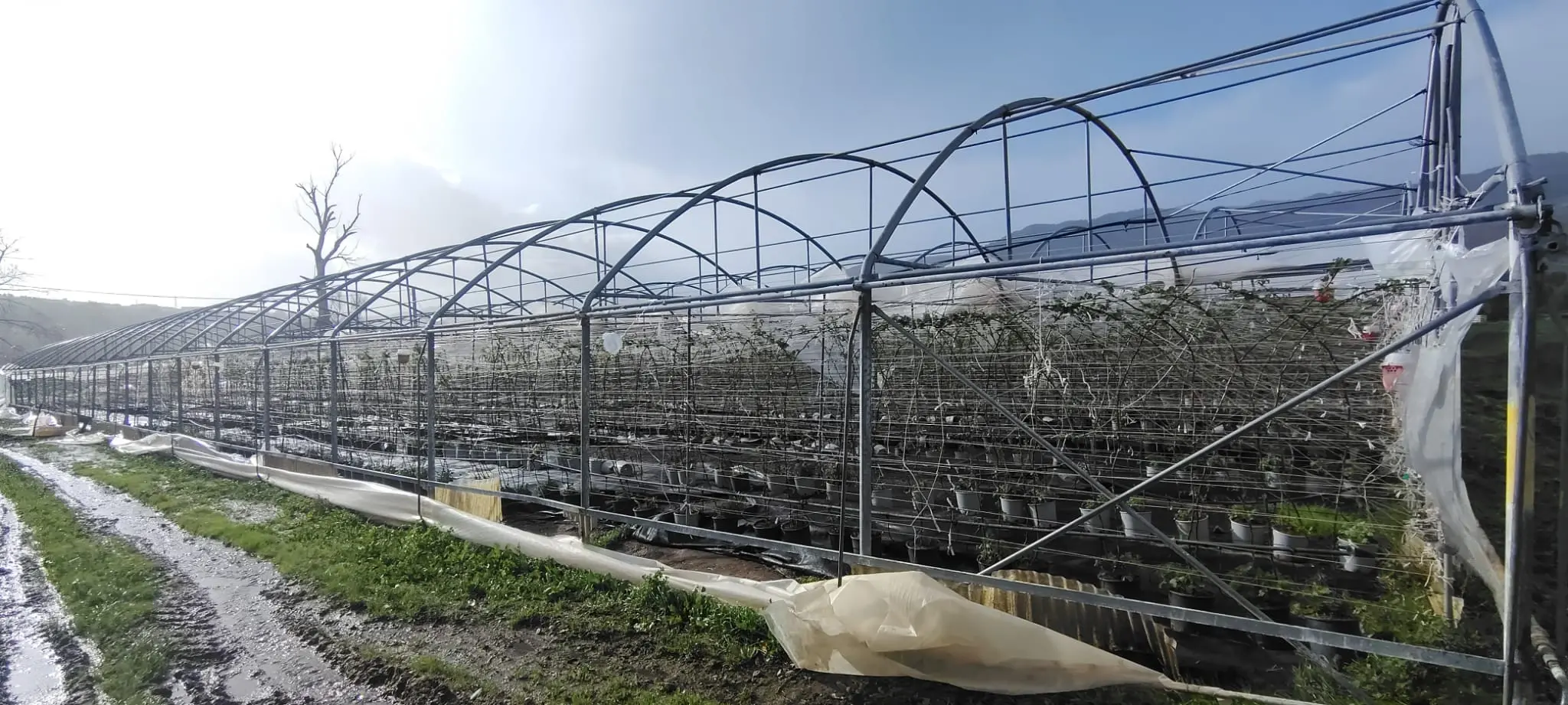 Maltempo, Coldiretti Calabria: danni diffusi alle aziende agricole. Campi allagati, colture inondate e strutture divelte dal vento anche nel Catanzarese\n