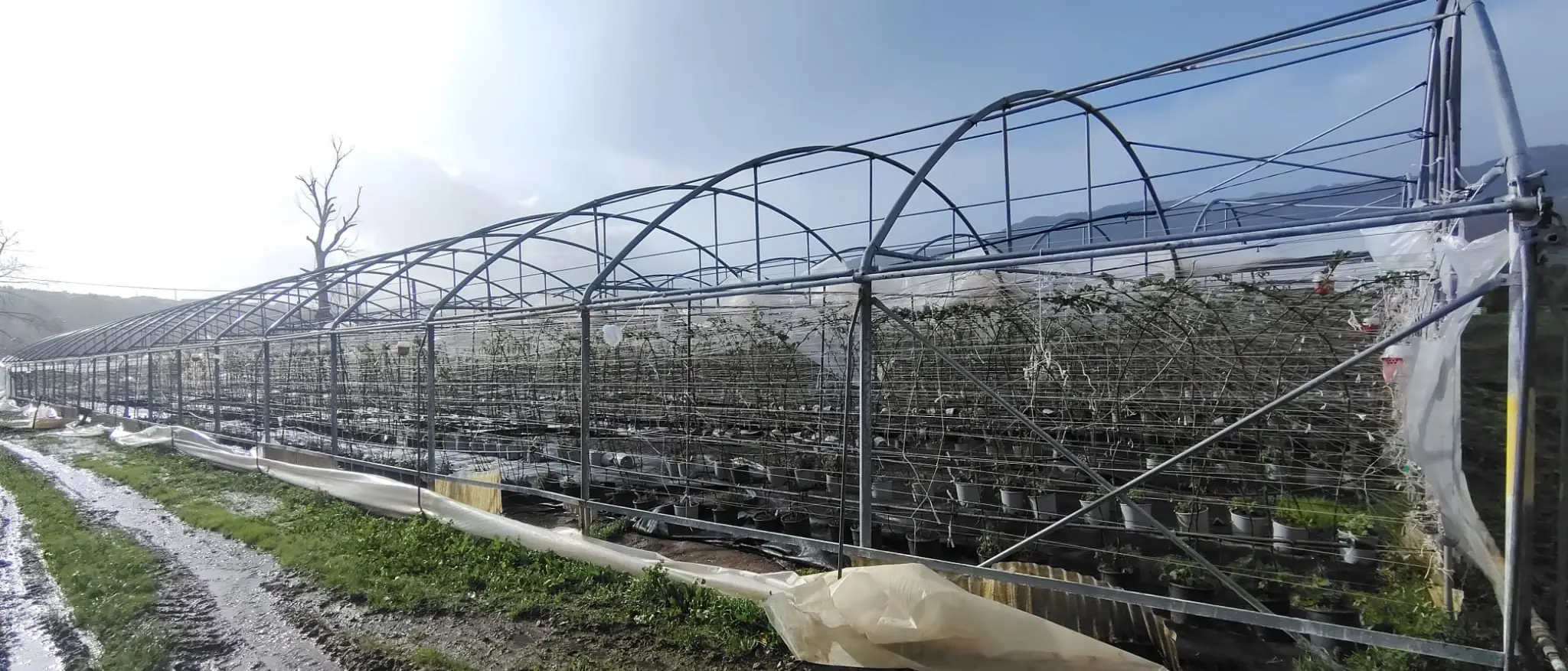 Maltempo, Coldiretti Calabria: danni diffusi alle aziende agricole. Campi allagati, colture inondate e strutture divelte dal vento anche nel Catanzarese\n