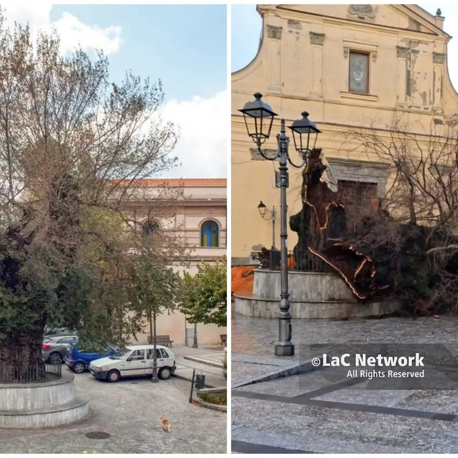 San Lorenzo proclama il lutto cittadino per l’Olmo secolare: «Era la nostra identità»\n
