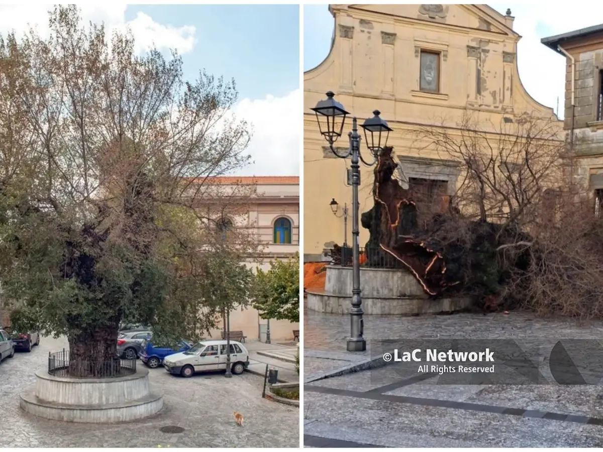 San Lorenzo proclama il lutto cittadino per l’Olmo secolare: «Era la nostra identità»