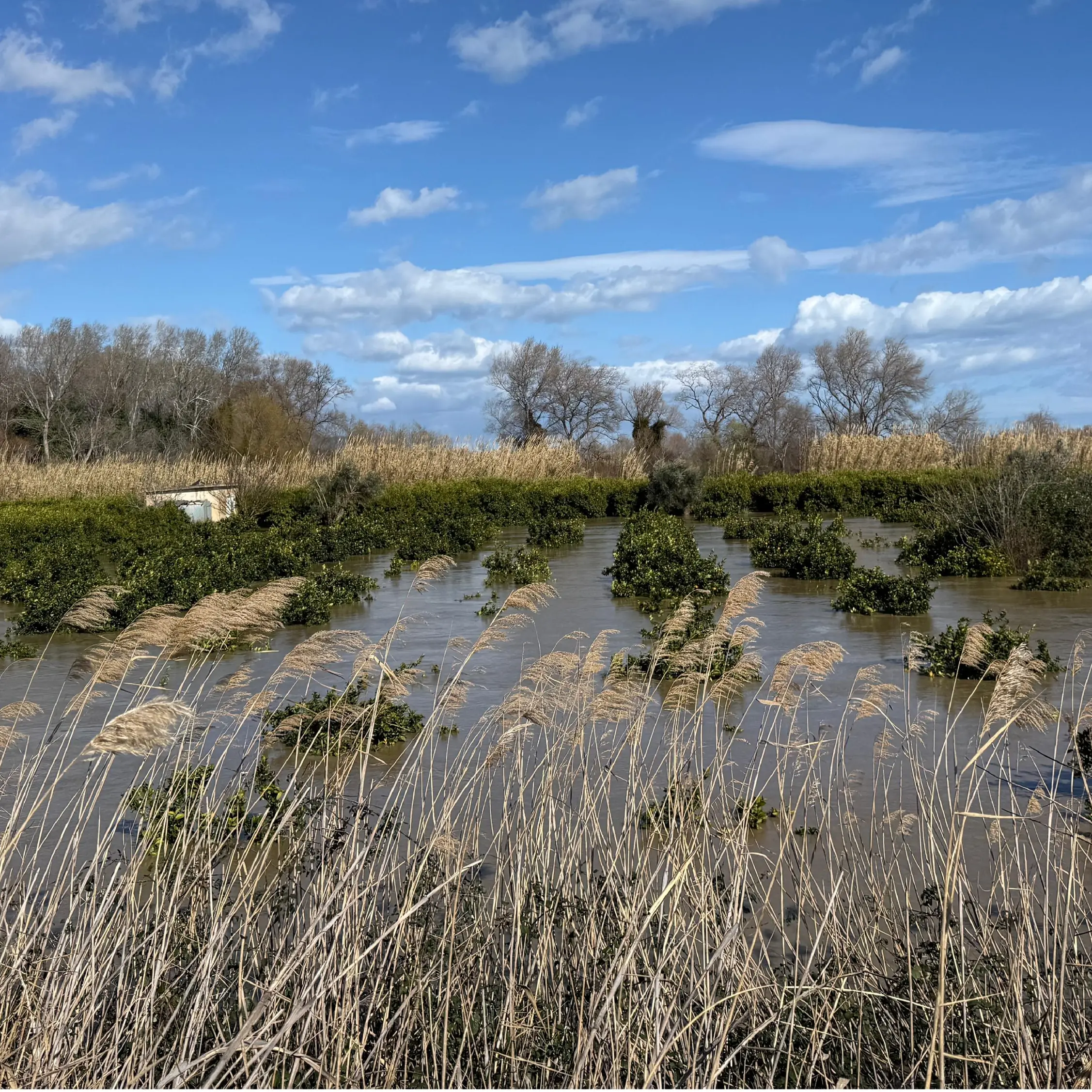 Maltempo, giornata drammatica nel Cosentino: esonda il Crati, un fiume di acqua e fango tra abitazioni e campi\n