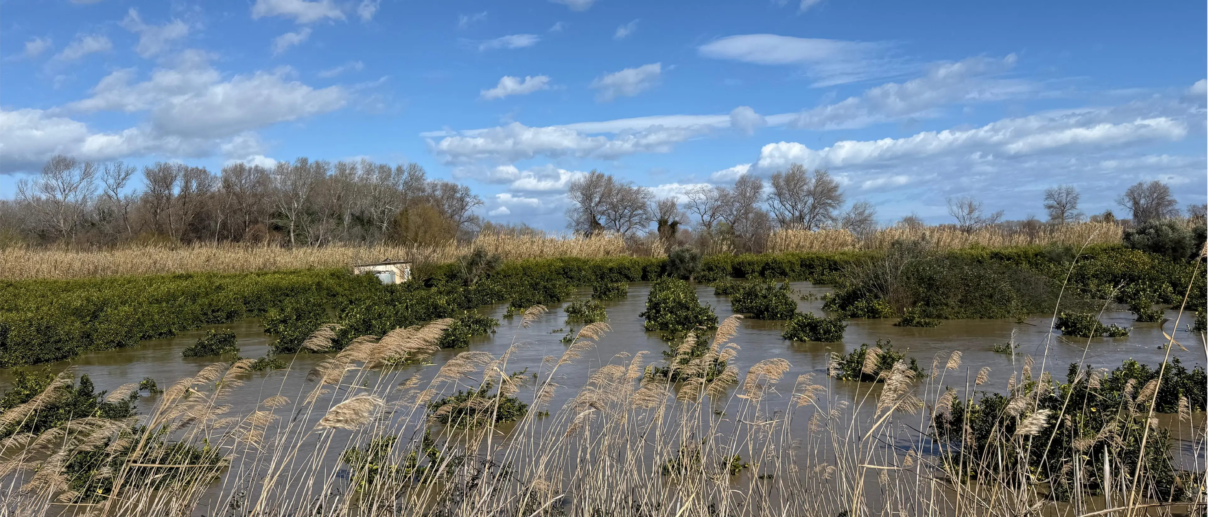 Maltempo, giornata drammatica nel Cosentino: esonda il Crati, un fiume di acqua e fango tra abitazioni e campi\n