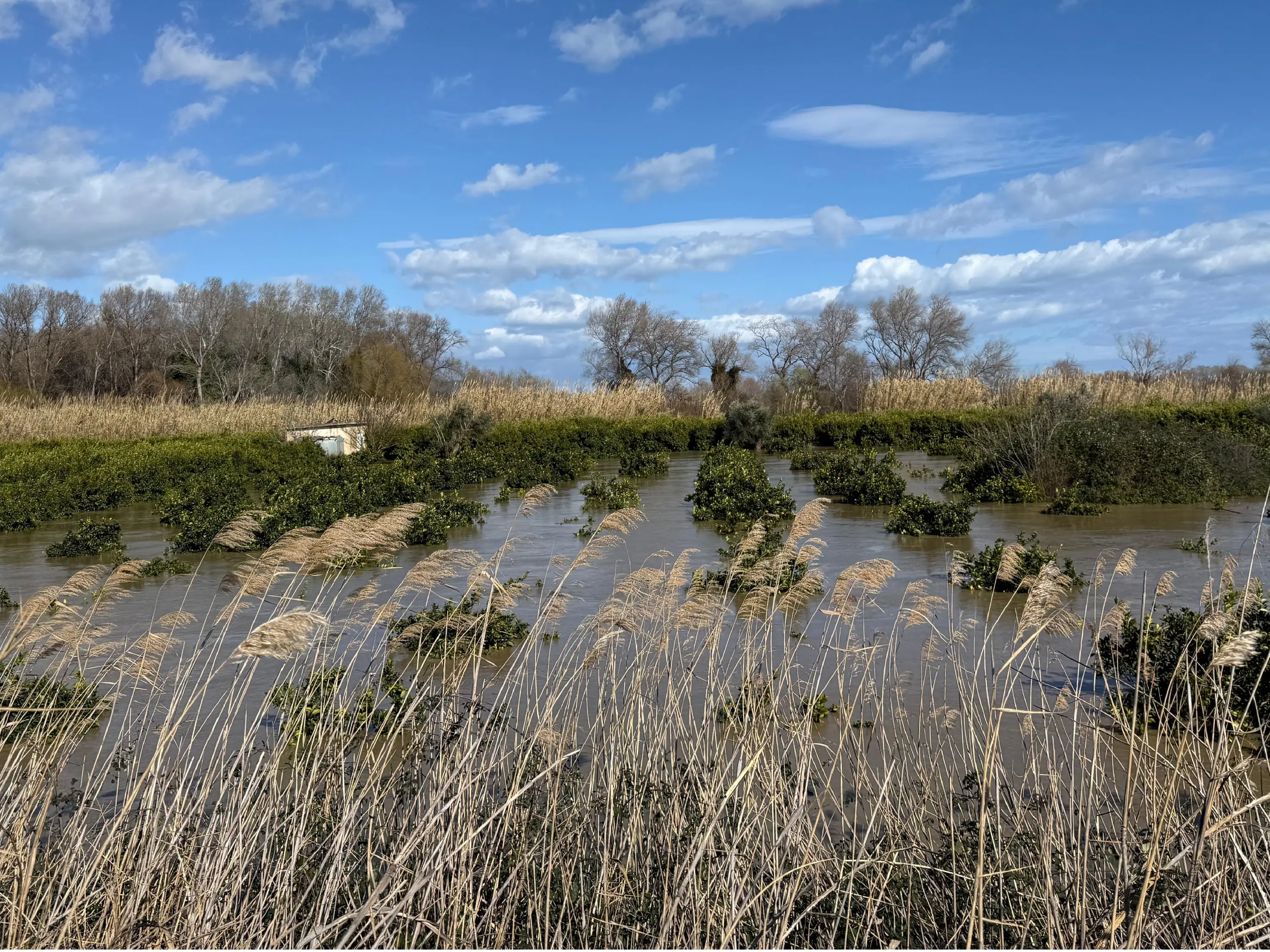Maltempo, giornata drammatica nel Cosentino: esonda il Crati, un fiume di acqua e fango tra abitazioni e campi