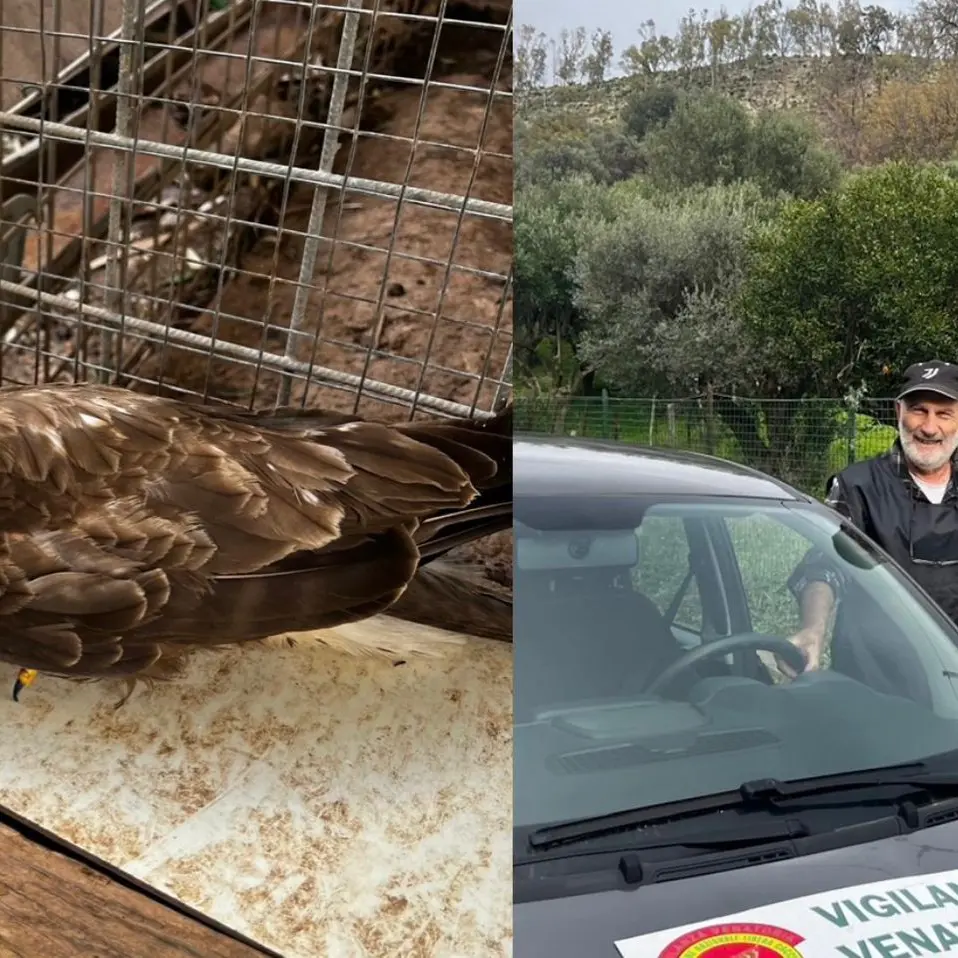 Salvata nella Locride una poiana ferita: affidata alle cure del Cras\n\u00A0\n