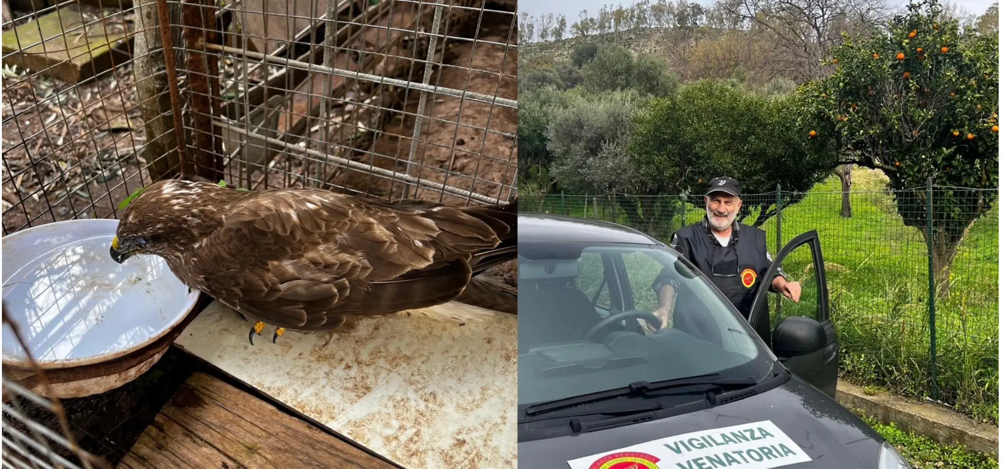 Salvata nella Locride una poiana ferita: affidata alle cure del Cras\n\u00A0\n