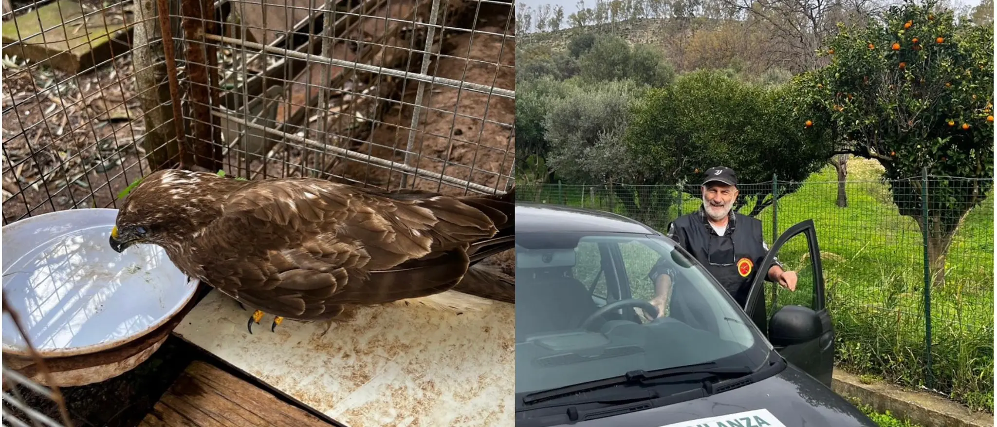 Salvata nella Locride una poiana ferita: affidata alle cure del Cras\n\u00A0\n