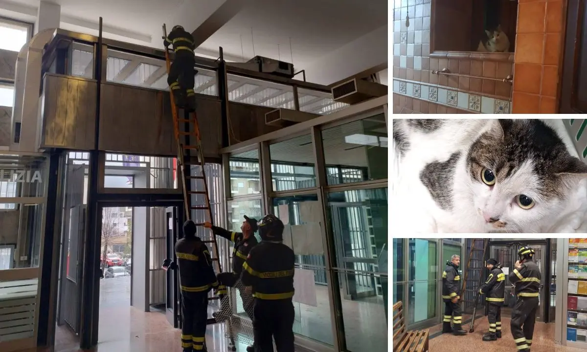 Cosenza, gatta salvata nel tribunale dopo otto ore di attesa\n