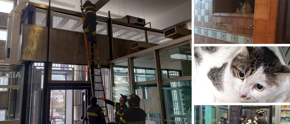 Cosenza, gatta salvata nel tribunale dopo otto ore di attesa\n