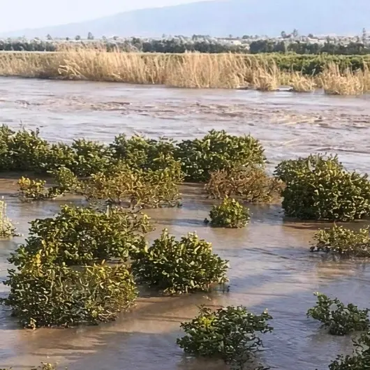 Il maltempo devasta l’agricoltura calabrese, Coldiretti: «Oltre 3mila ettari di terreni sommersi. Aziende, lavoro e futuro compromessi»\n