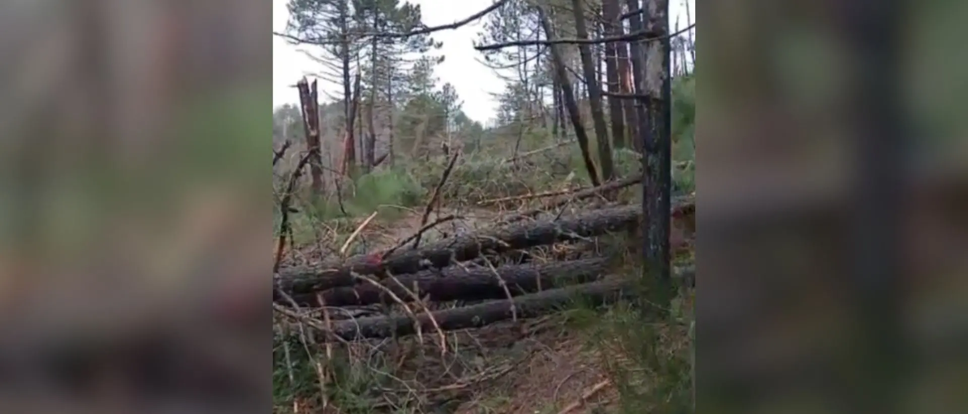 Roccaforte del Greco, chiusa la strada per la Diga del Menta: alberi abbattuti, scatta il divieto di transito\n