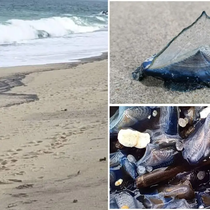 Vibo Marina, le misteriose Barchette di San Pietro si arenano a migliaia e\u00A0la battigia diventa blu\n