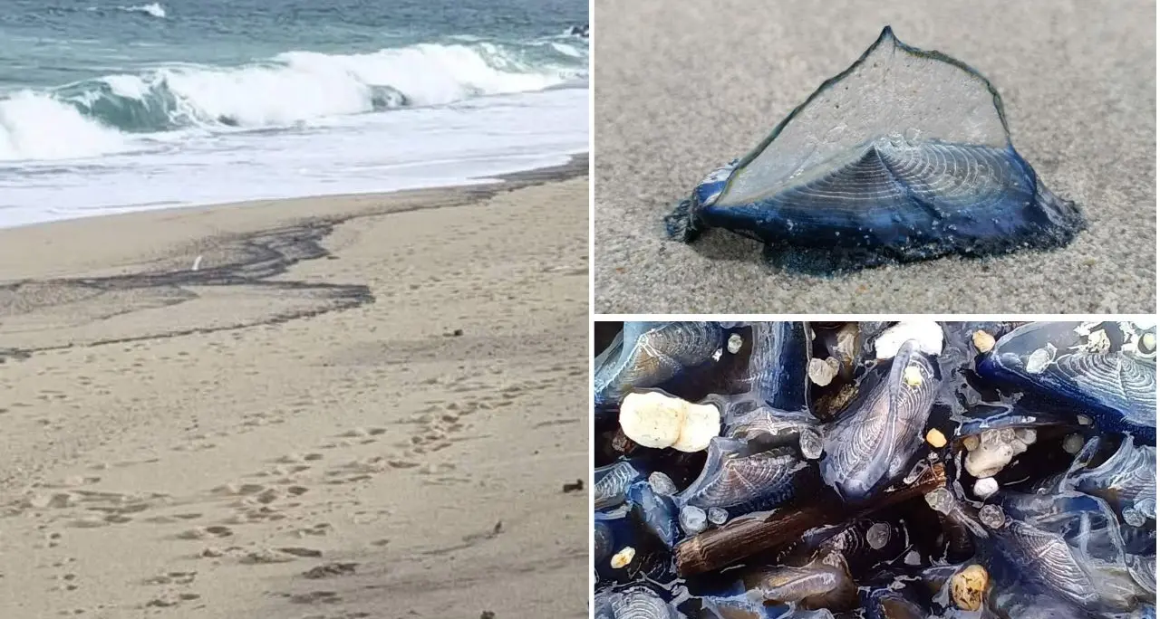 Vibo Marina, le misteriose Barchette di San Pietro si arenano a migliaia e\u00A0la battigia diventa blu\n