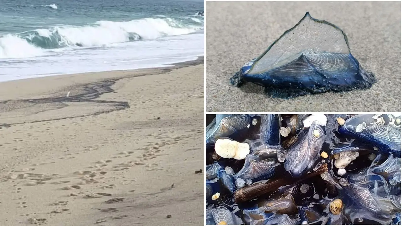 Vibo Marina, le misteriose Barchette di San Pietro si arenano a migliaia e\u00A0la battigia diventa blu\n