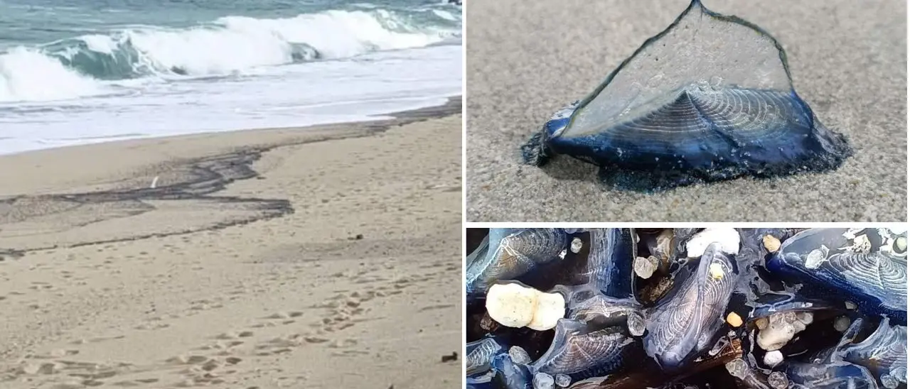 Vibo Marina, le misteriose Barchette di San Pietro si arenano a migliaia e\u00A0la battigia diventa blu\n