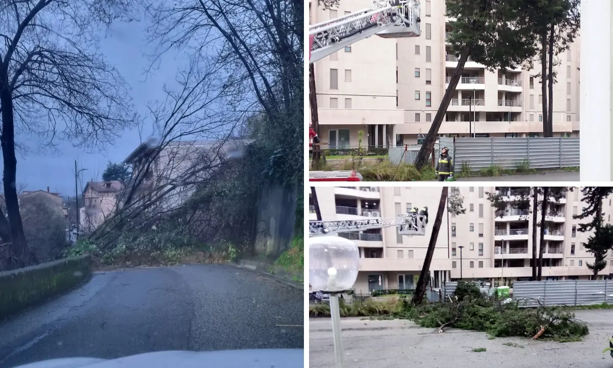 Il maltempo fa danni a Cosenza. A\u00A0Rende tagliato un pino, interrotta la strada tra Perito e Pedace\n