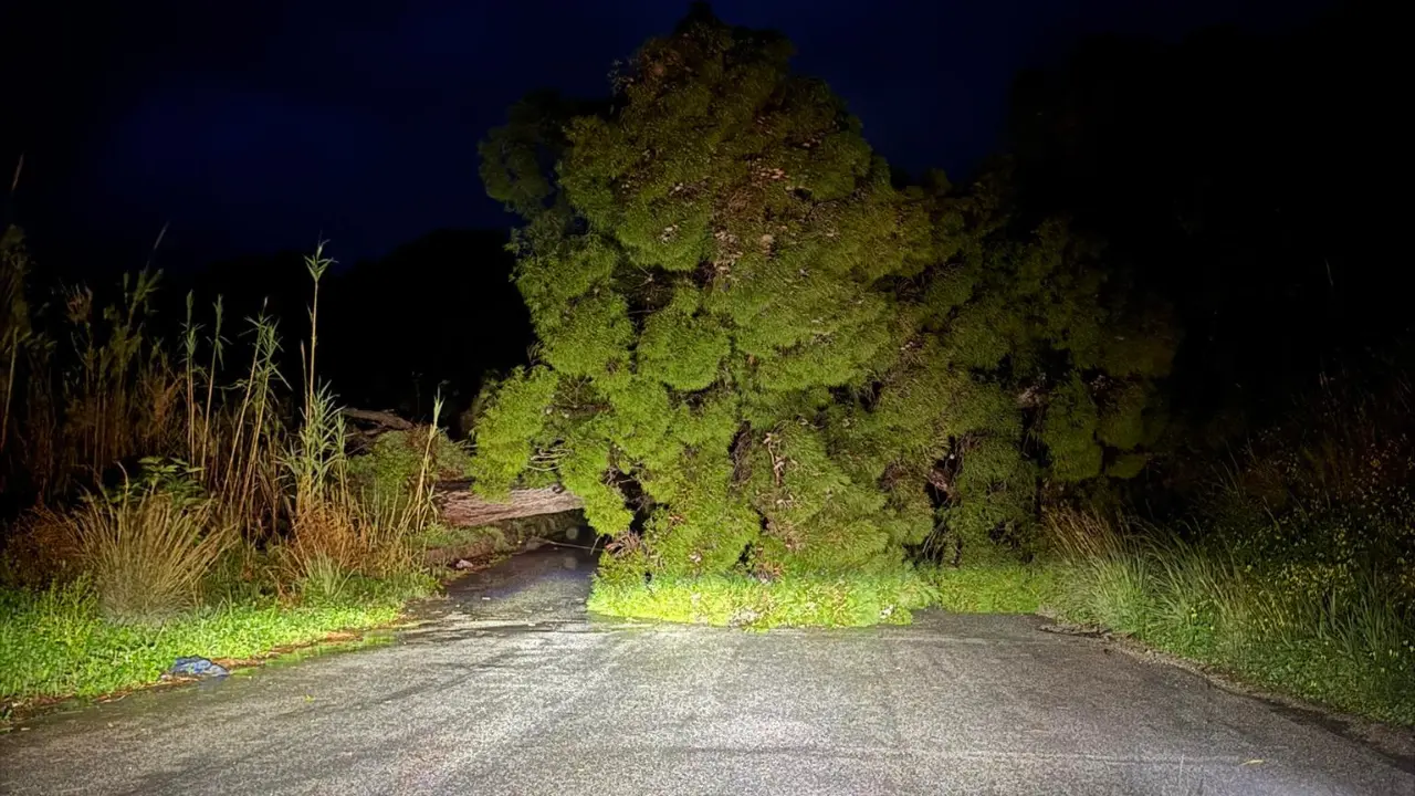 <p>Il pino caduto sulla provinciale tra Ricadi e Tropea</p>\\n