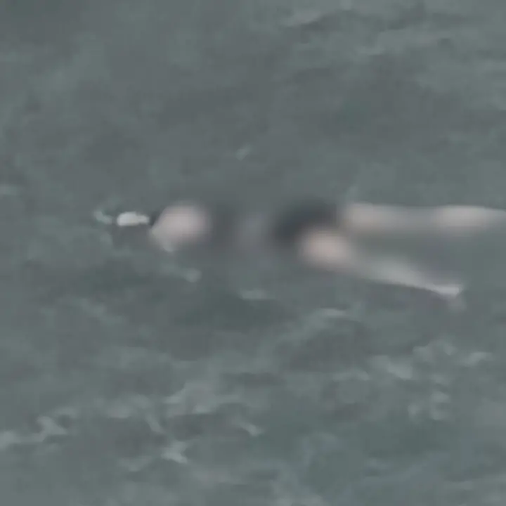 <p><a href=\"https://www.ilvibonese.it/cronaca/tropea-due-cadaveri-in-mare-avvistati-e-filmati-da-alcuni-studenti-la-mareggiata-rende-difficili-le-operazioni-di-recupero-rvq4ns9s\"><span style=\"color:hsl(0,75%,60%);\">Morire in mare</span></a> senza che nessuno se ne accorga: si ipotizza una strage di migranti (1.000) dietro il ritrovamento dei cadaveri sulle spiagge calabresi</p>