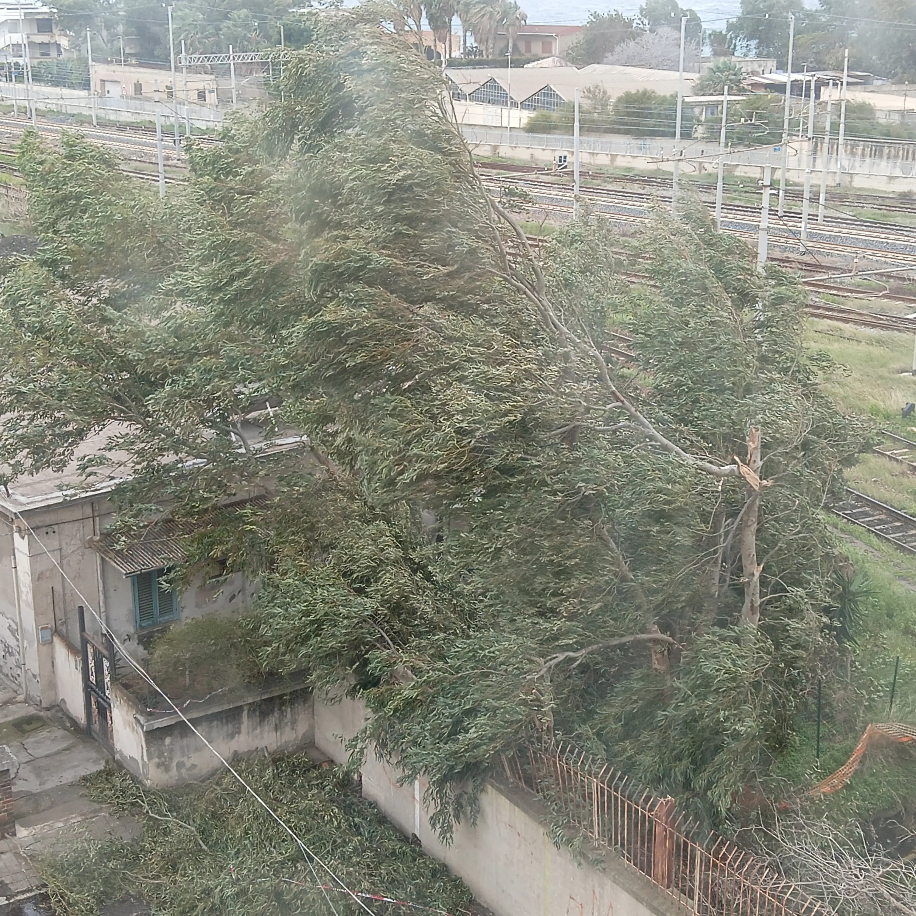 Reggio, rami spezzati di eucalipto,\u00A0la segnalazione dei residenti\n