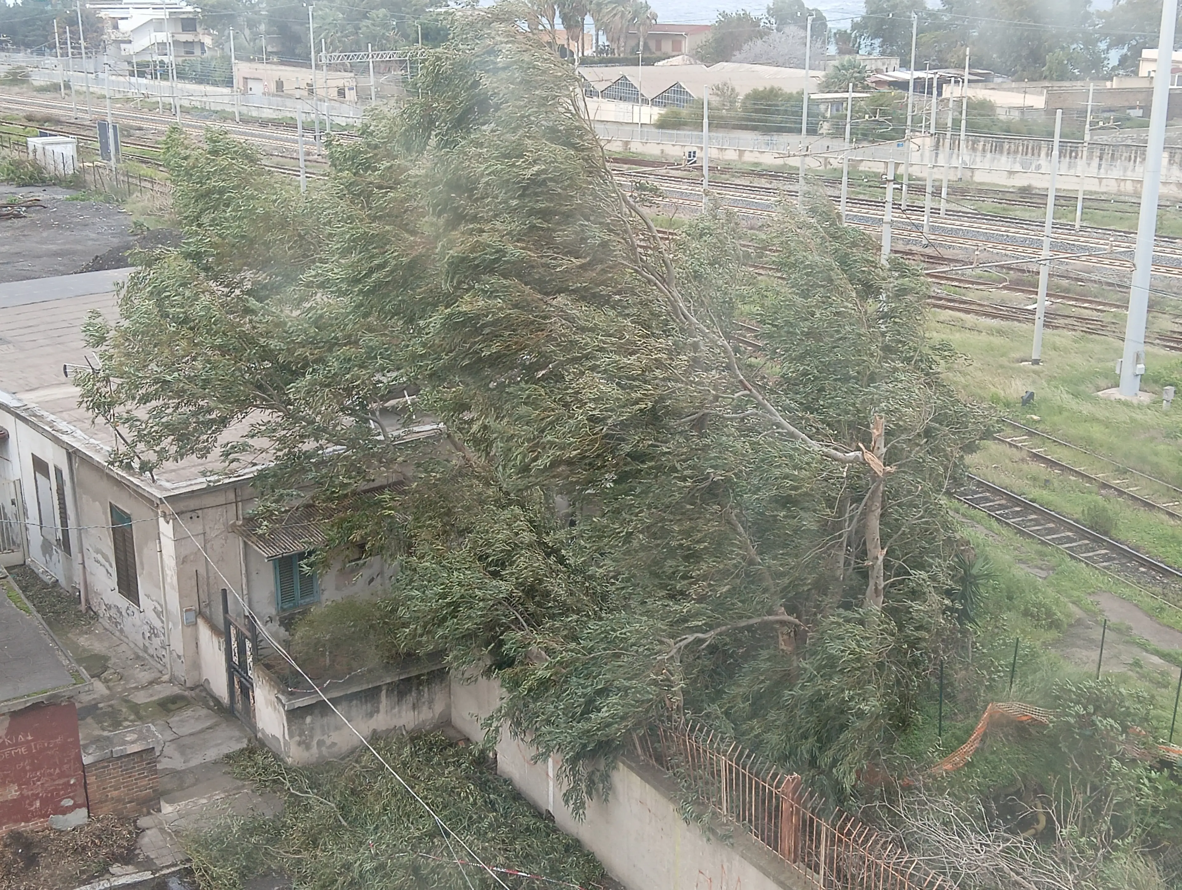 Reggio, rami spezzati di eucalipto,\u00A0la segnalazione dei residenti\n