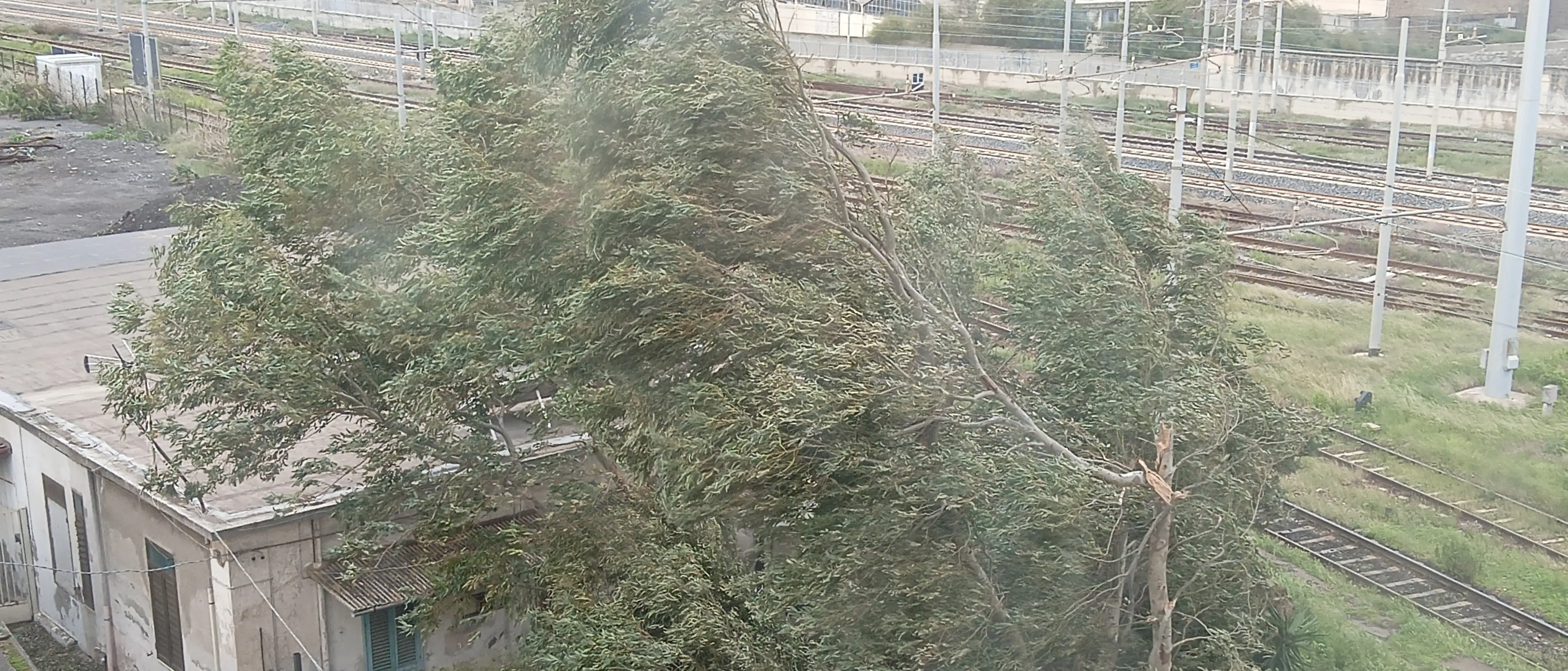 Reggio, rami spezzati di eucalipto,\u00A0la segnalazione dei residenti\n