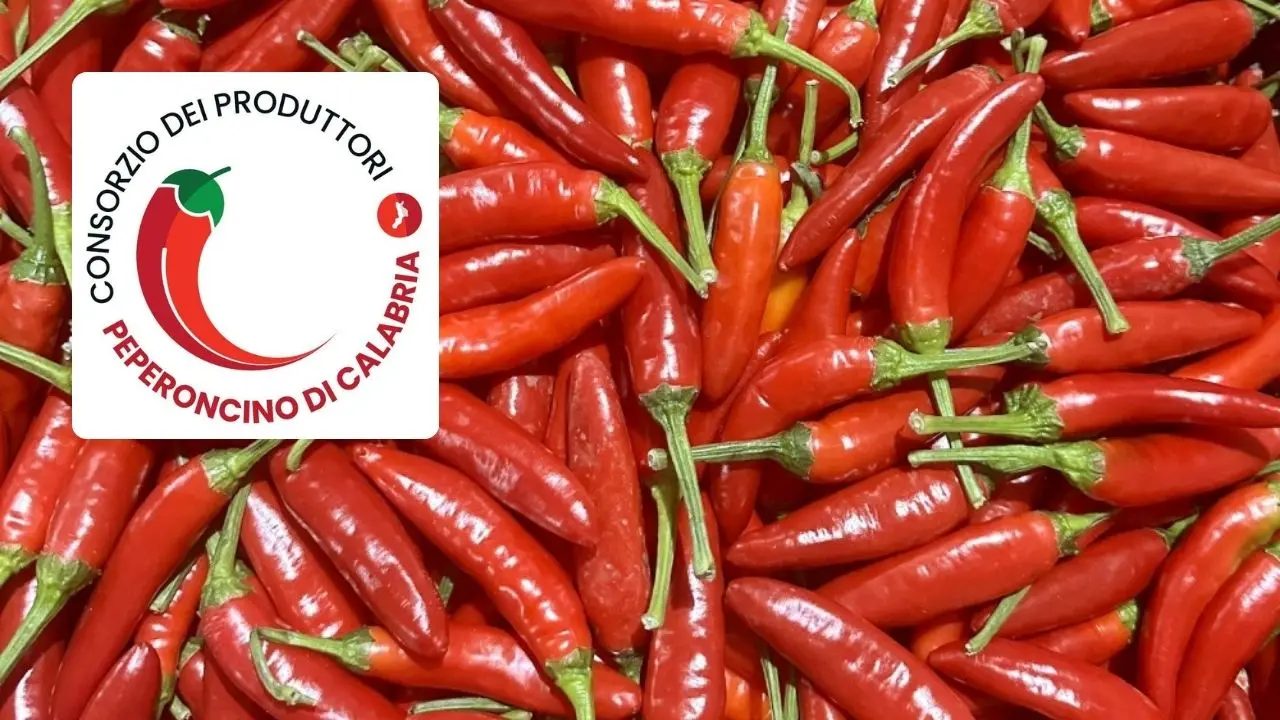 Il Peperoncino di Calabria conquista il marchio europeo IGP. Pietro Serra: «Risultato storico»