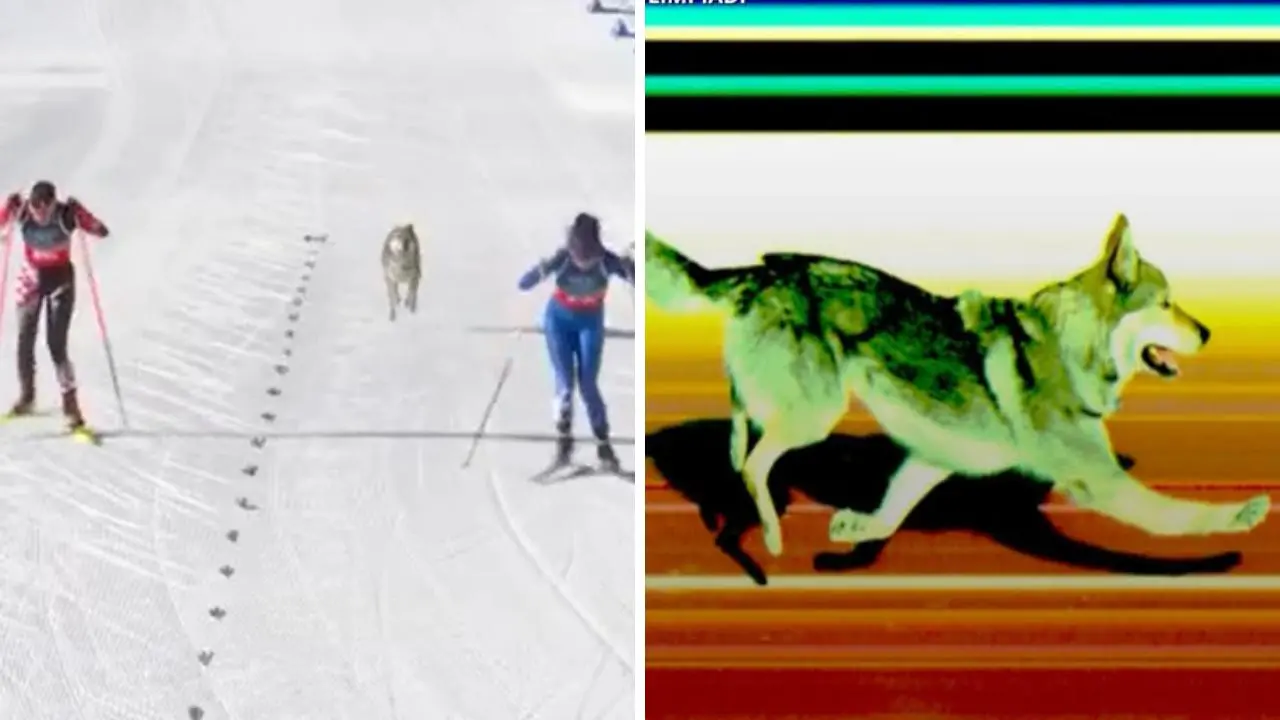 Un lupo cecoslovacco in pista a Milano Cortina: Nazgul scappa da casa e corre insieme alle atlete dello sci di fondo\n