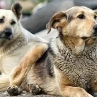 Randagismo, a Vibo il canile sanitario provinciale ancora non c’è. I\u00A0volontari: «Comuni in mora e cifre irrisorie per la gestione degli animali»\n