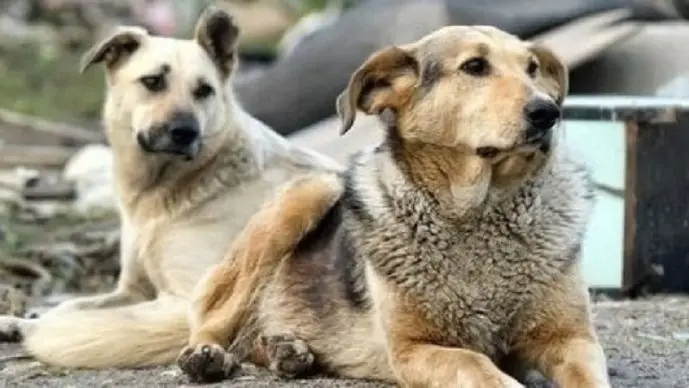 Randagismo, a Vibo il canile sanitario provinciale ancora non c’è. I\u00A0volontari: «Comuni in mora e cifre irrisorie per la gestione degli animali»\n