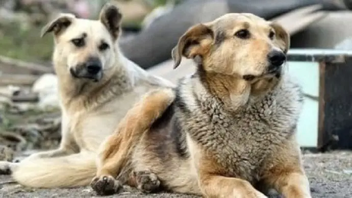 Randagismo, a Vibo il canile sanitario provinciale ancora non c’è. I\u00A0volontari: «Comuni in mora e cifre irrisorie per la gestione degli animali»\n