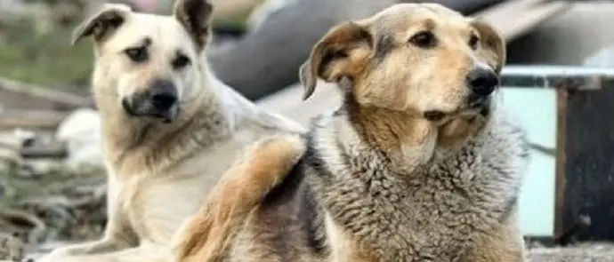 Randagismo, a Vibo il canile sanitario provinciale ancora non c’è. I\u00A0volontari: «Comuni in mora e cifre irrisorie per la gestione degli animali»\n