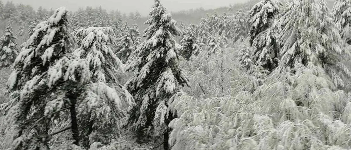Ciclone Pedro con neve, pioggia intensa e vento: cosa sta succedendo a Cosenza e provincia\n