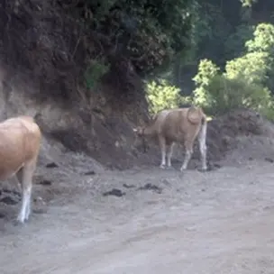 Pascolo abusivo e animali sulla carreggiata, intervento dei Carabinieri Forestali nel Parco dell’Aspromonte\n
