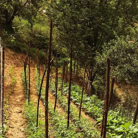 <p>Donnici senza linea da una settimana, <span style=\"color:hsl(0, 75%, 60%);\">l’ex sindaco Catizone</span> denuncia: «Isolati e nessuno interviene»</p>