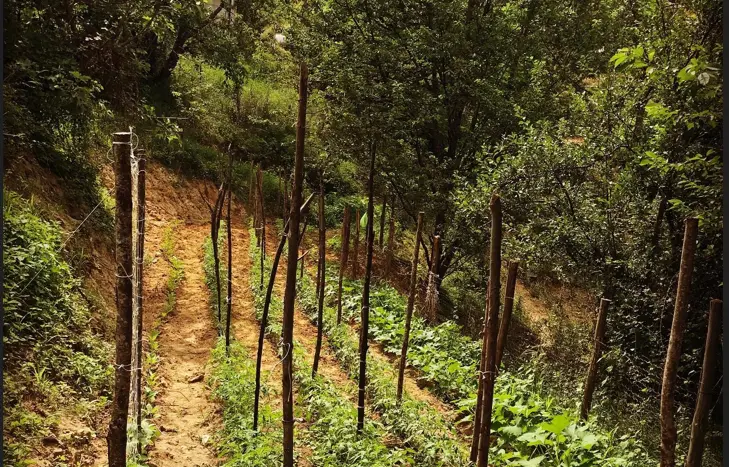 Donnici senza linea da una settimana, l’ex sindaco Catizone denuncia: «Isolati e nessuno interviene»\n