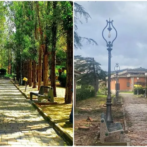 Alberi abbattuti a Caulonia, la politica si compatta contro il Comune e chiede di fermare la strage