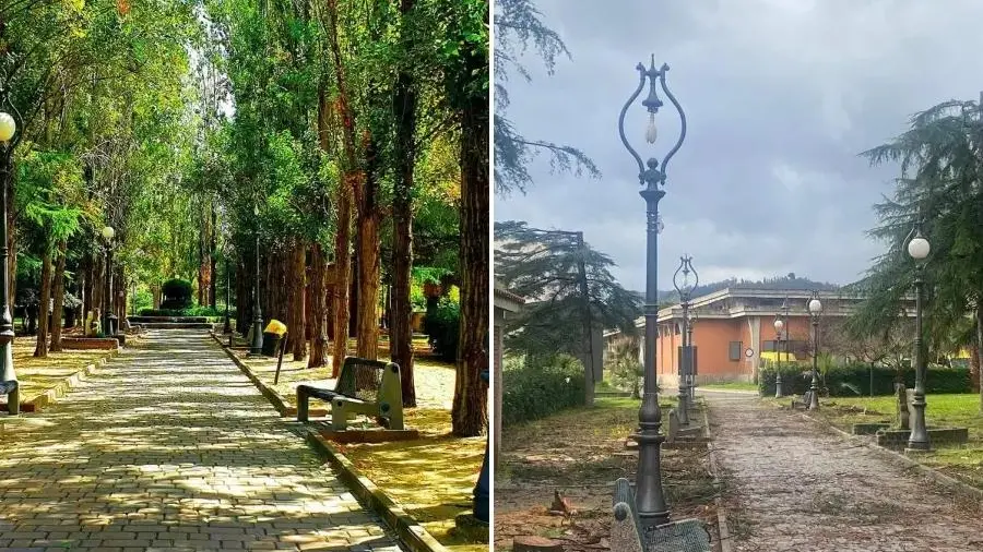 Alberi abbattuti a Caulonia, la politica si compatta contro il Comune e chiede di fermare la strage