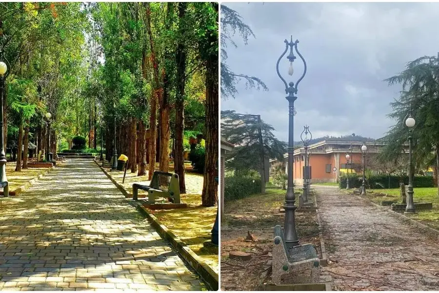 Alberi abbattuti a Caulonia, la politica si compatta contro il Comune e chiede di fermare la strage