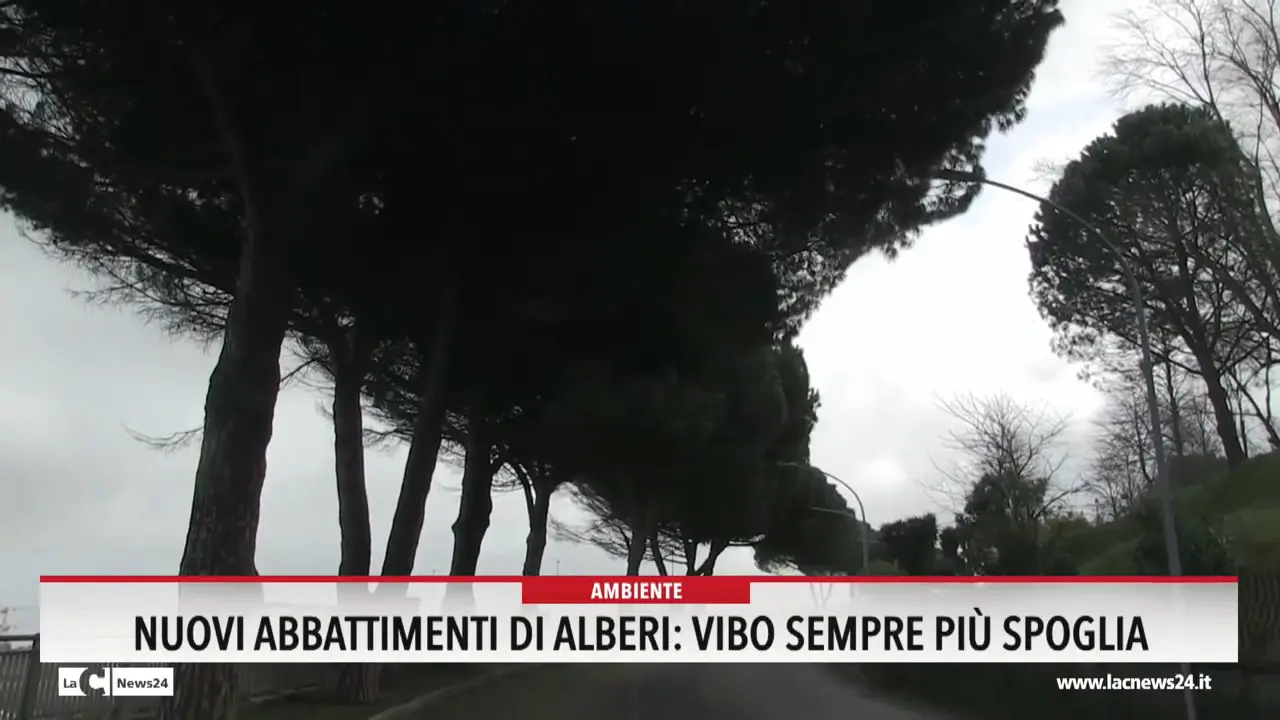Nuovi abbattimenti di alberi, Vibo sempre piu spoglia