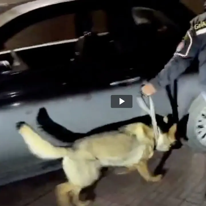 <p>Portavano 4 chili di <span style=\"color:hsl(0, 75%, 60%);\">cocaina </span>in Sicilia, in manette due corrieri della droga <span style=\"color:rgb(14,30,57);\">| VIDEO</span></p>