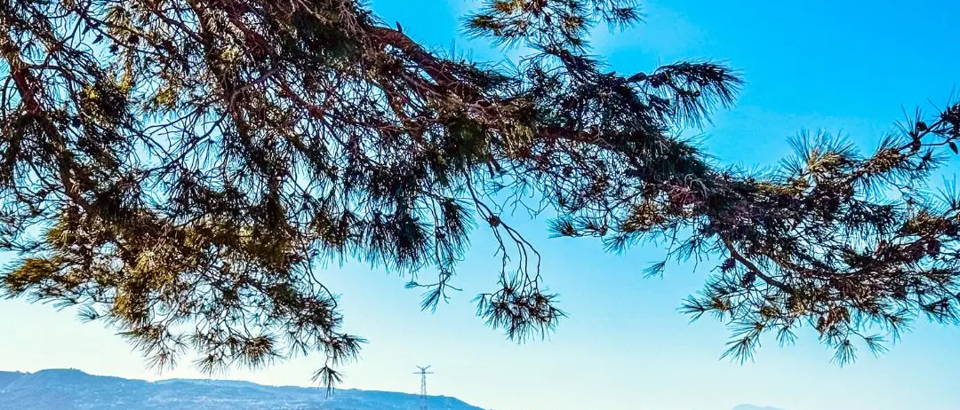Sotto l’ombra lieve di Scilla, dove il mare racconta l’infinito\n