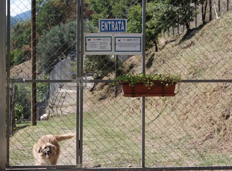 Rende, nuova operazione notturna: continua il piano anti-randagismo