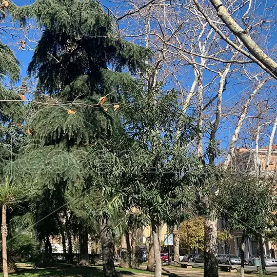 Cosenza, il Comitato di Piazza Riforma: «Bene la pace fiscale, ora interventi su Municipia e riqualificazione della Villa Nuova»\n