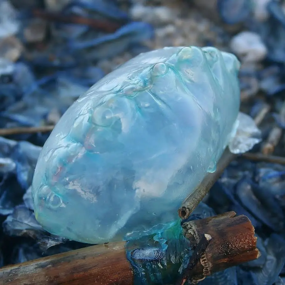 «Sembrava plastica ma\u00A0era viva»: i volontari scoprono una Caravella portoghese sulle coste calabresi\n