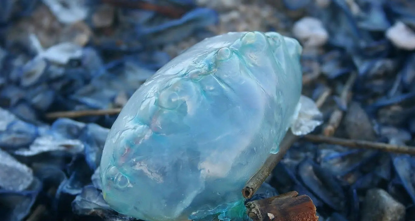 «Sembrava plastica ma\u00A0era viva»: i volontari scoprono una Caravella portoghese sulle coste calabresi\n