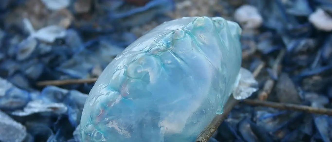 «Sembrava plastica ma\u00A0era viva»: i volontari scoprono una Caravella portoghese sulle coste calabresi\n