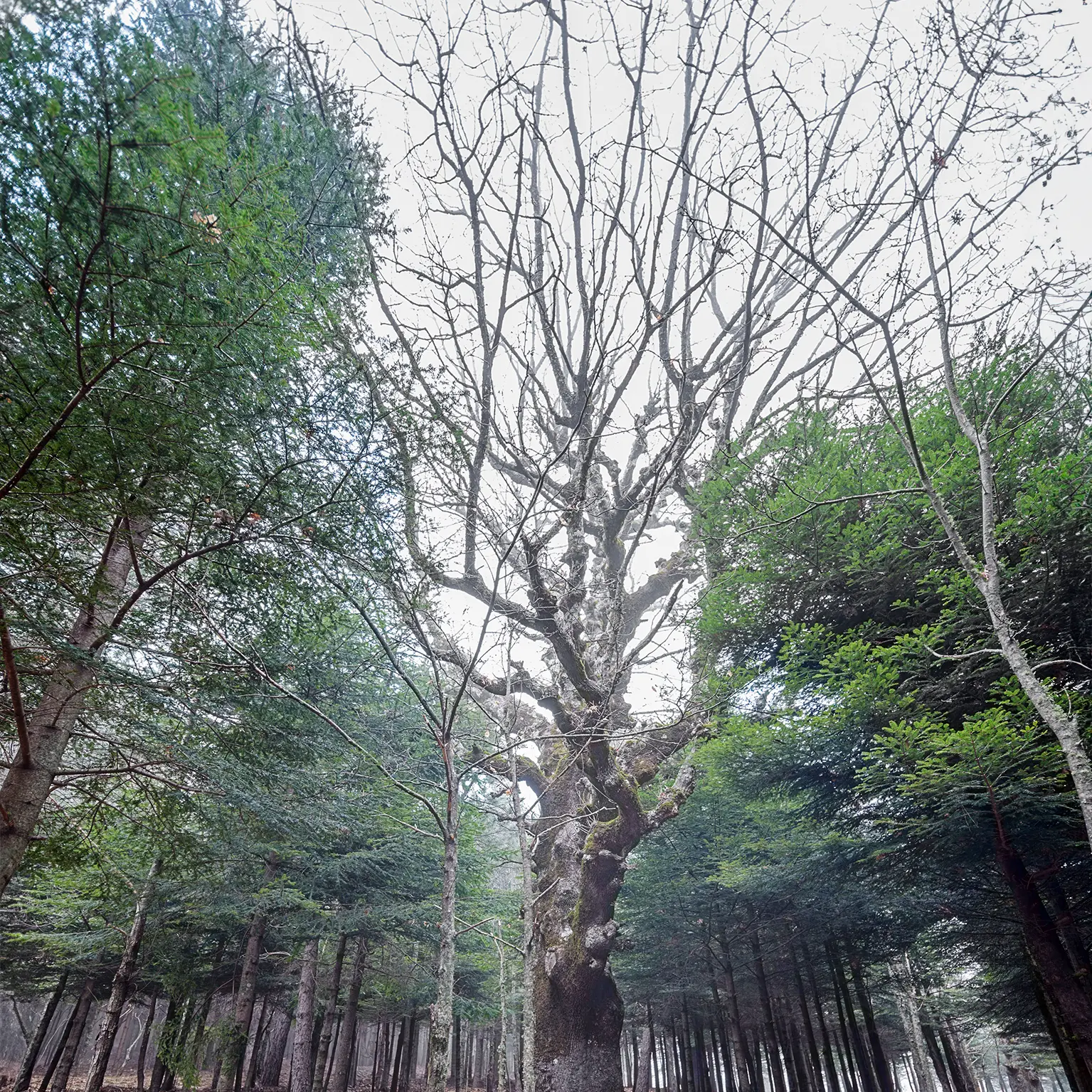 “Le vie dei Mercanti”, 40 anni di Una Storia in Cammino: ritorno alle Querce di altri Tempi\n