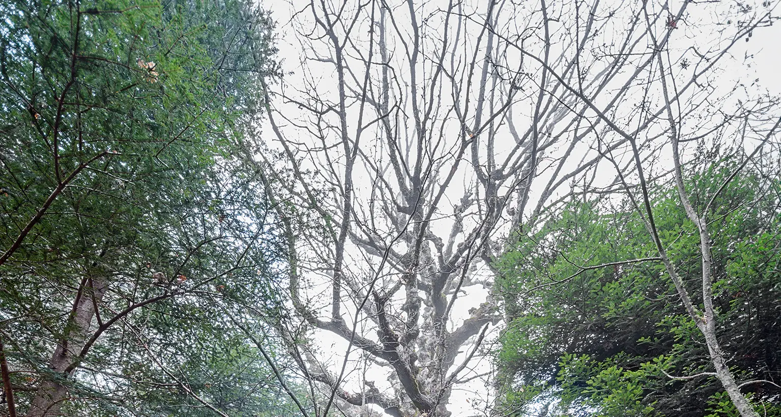 “Le vie dei Mercanti”, 40 anni di Una Storia in Cammino: ritorno alle Querce di altri Tempi\n