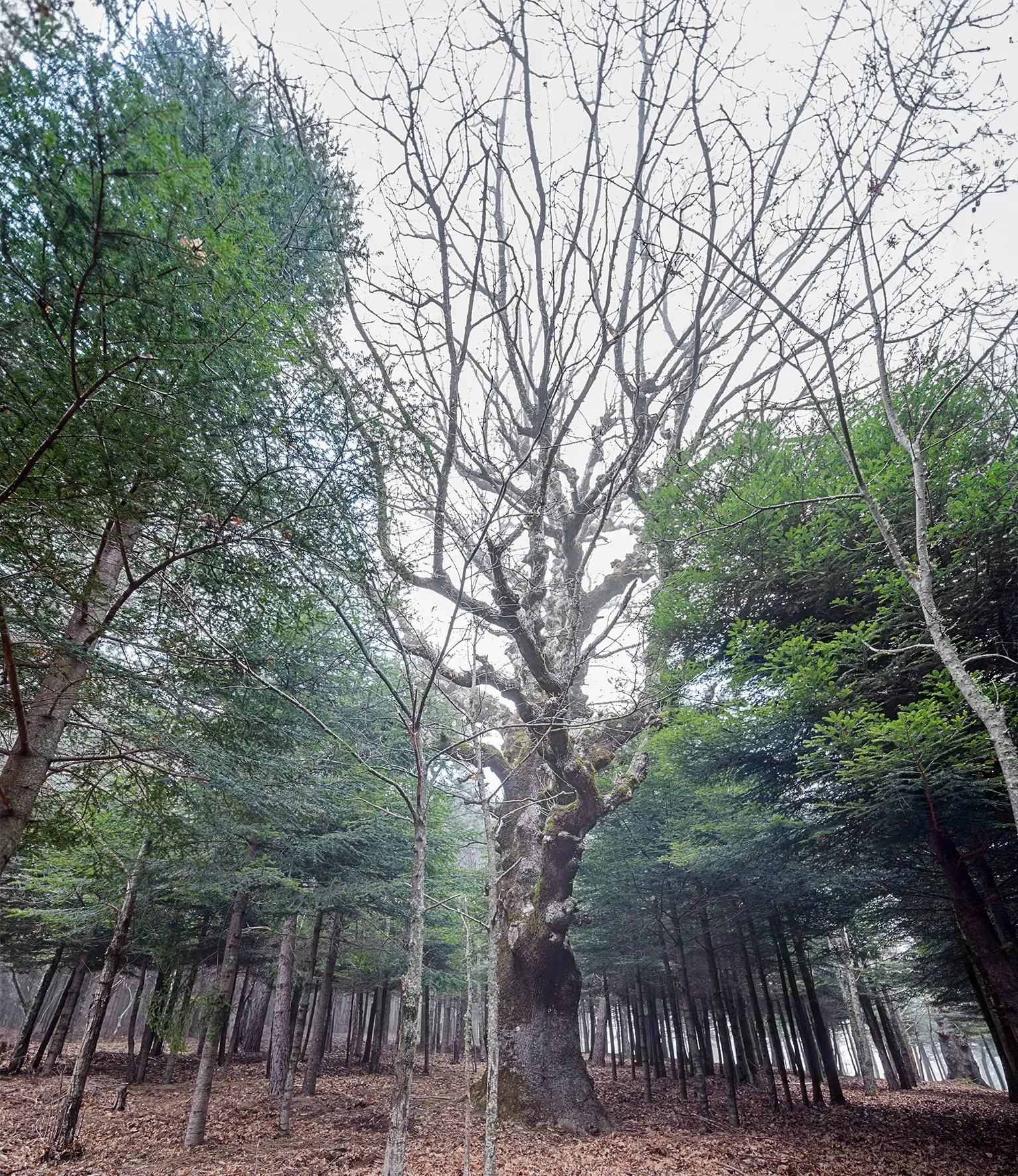 “Le vie dei Mercanti”, 40 anni di Una Storia in Cammino: ritorno alle Querce di altri Tempi\n