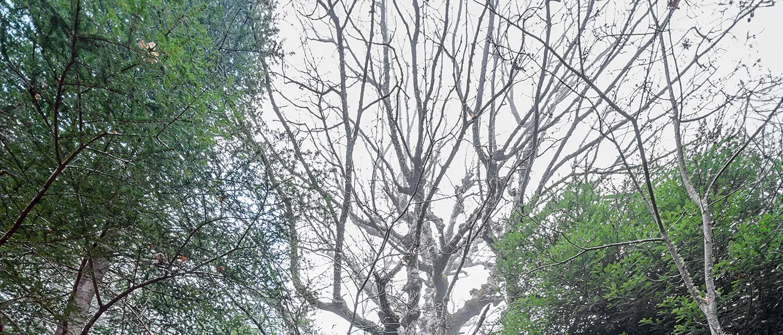 “Le vie dei Mercanti”, 40 anni di Una Storia in Cammino: ritorno alle Querce di altri Tempi\n