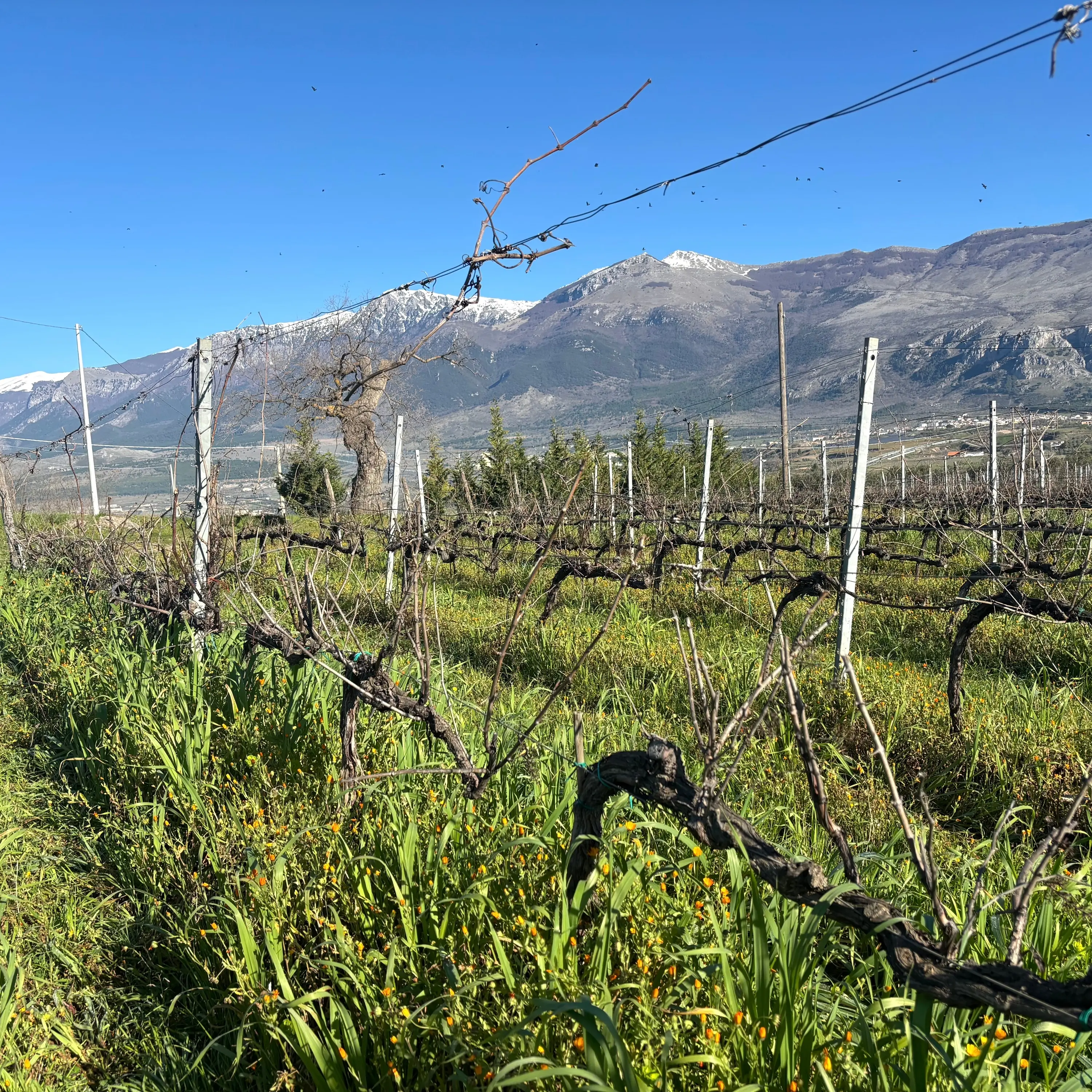 Il Pollino brilla a Bologna: Catasta conquista il prestigioso premio \"Carta dei Vini\"\n
